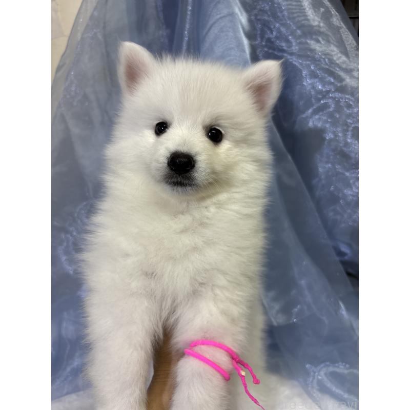 成約済の千葉県の日本スピッツ-413249の6枚目