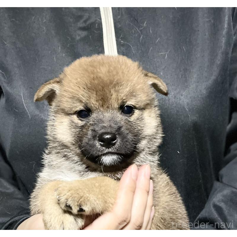 販売中の埼玉県の柴犬-417466の5枚目
