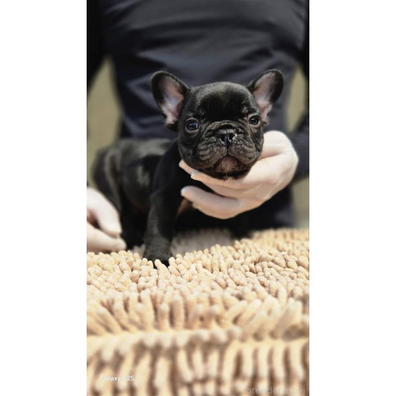 成約済の愛媛県のフレンチブルドッグ-415692の5枚目