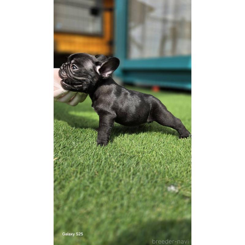 成約済の愛媛県のフレンチブルドッグ-415692の3枚目