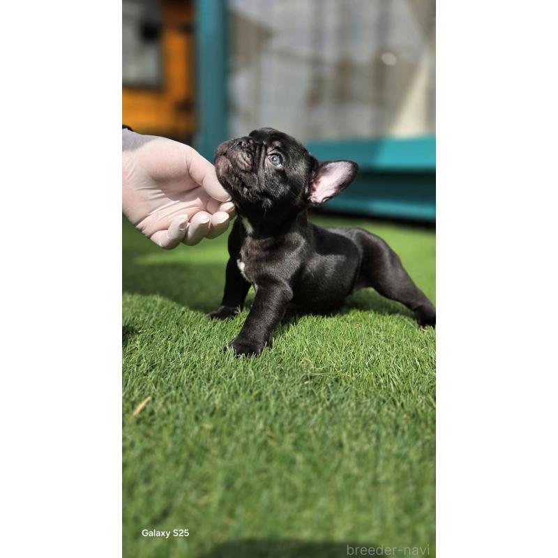 成約済の愛媛県のフレンチブルドッグ-415692の2枚目