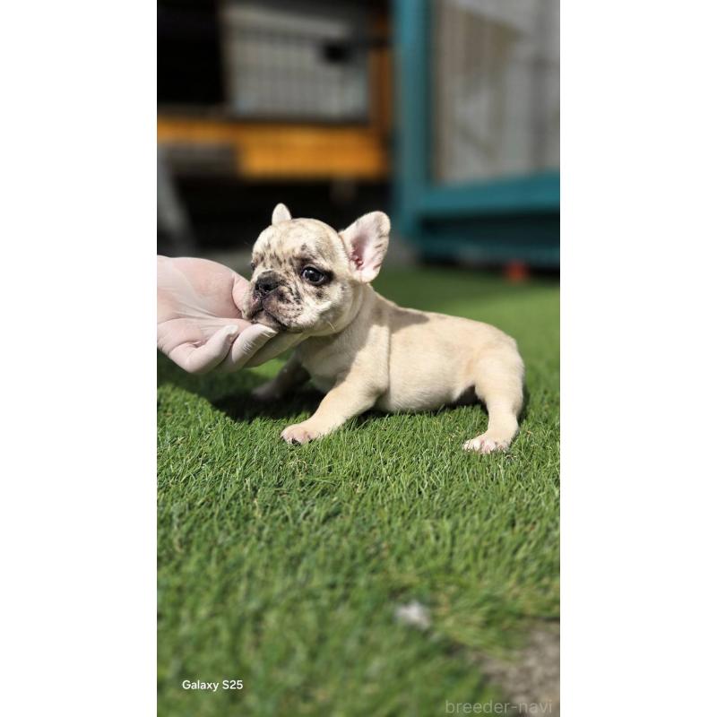 販売中の愛媛県のフレンチブルドッグ-415664の12枚目