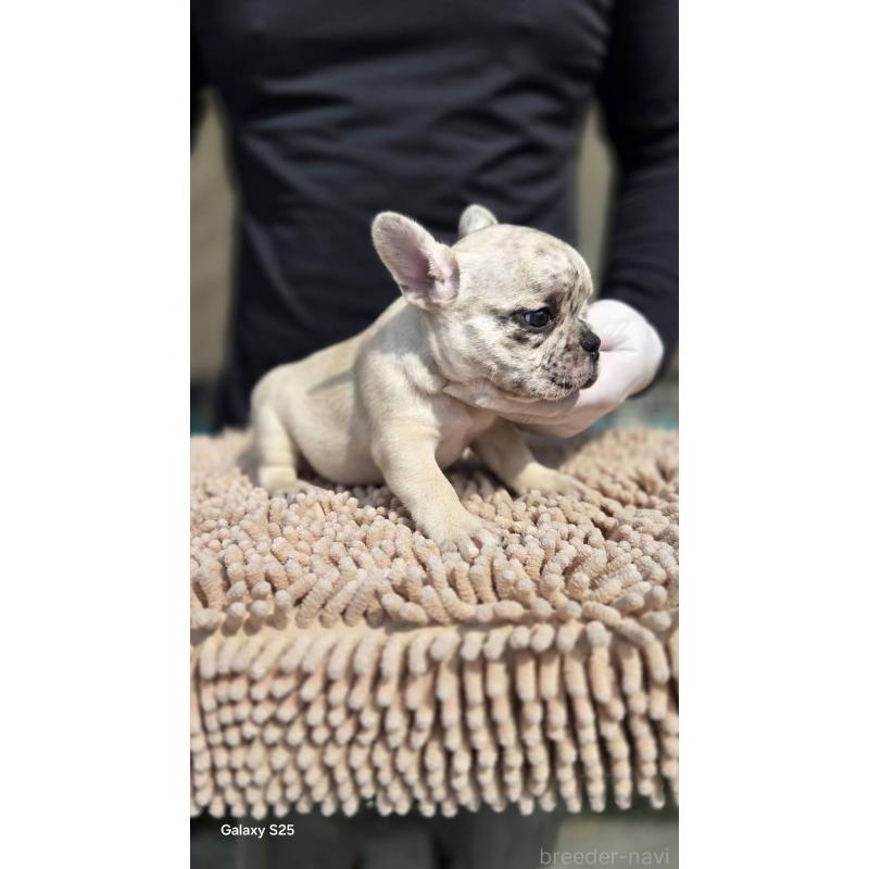 販売中の愛媛県のフレンチブルドッグ-415664の11枚目