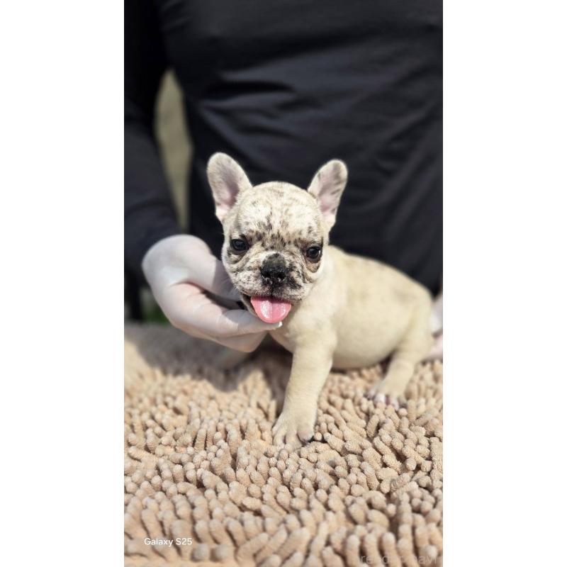 販売中の愛媛県のフレンチブルドッグ-415664の10枚目