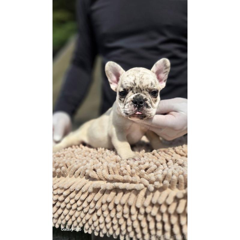 販売中の愛媛県のフレンチブルドッグ-415664の9枚目