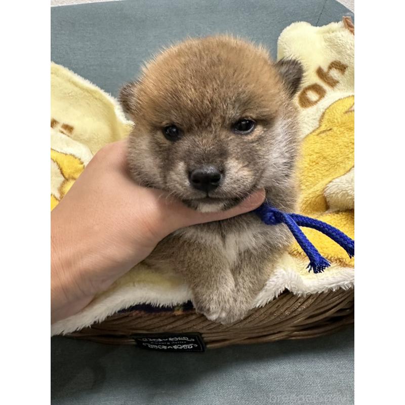 販売中の岡山県の柴犬-417498の7枚目