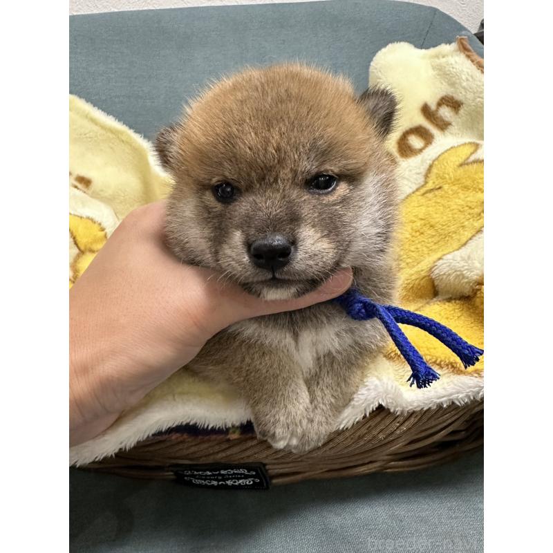 販売中の岡山県の柴犬-417498の6枚目