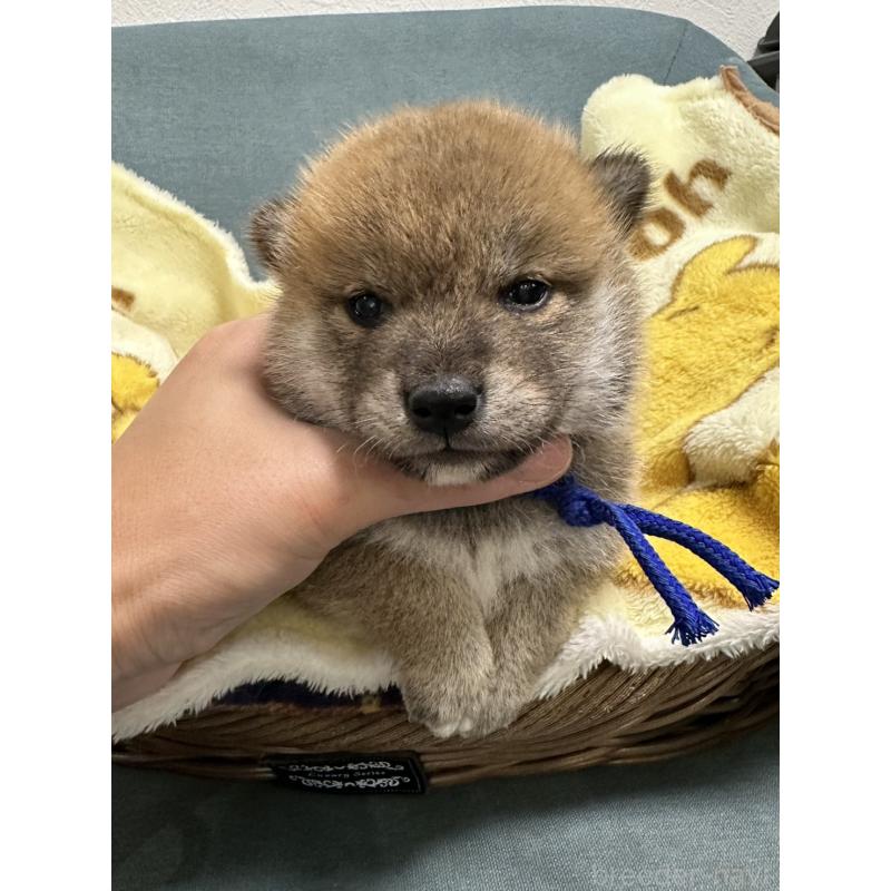 販売中の岡山県の柴犬-417498の5枚目