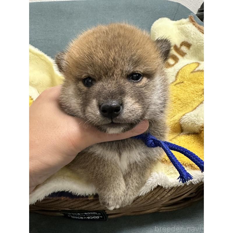 販売中の岡山県の柴犬-417498の4枚目