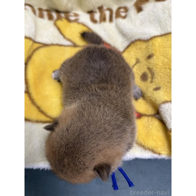 販売中の岡山県の柴犬-417498の3枚目