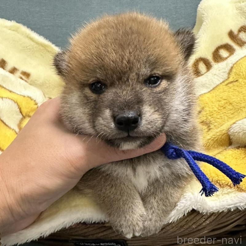 販売中の岡山県の柴犬-417498
