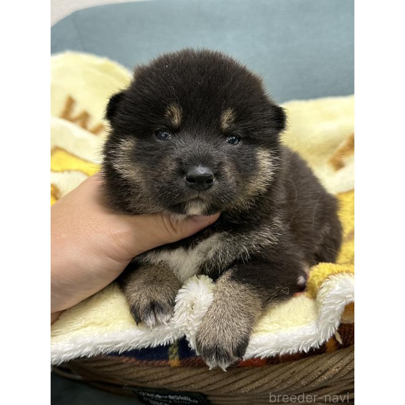 販売中の岡山県の柴犬-417500の7枚目