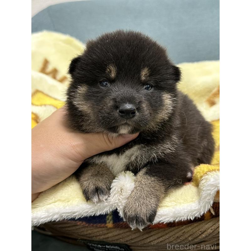 販売中の岡山県の柴犬-417500の6枚目