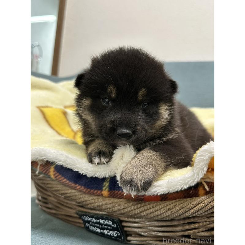 販売中の岡山県の柴犬-417500の2枚目