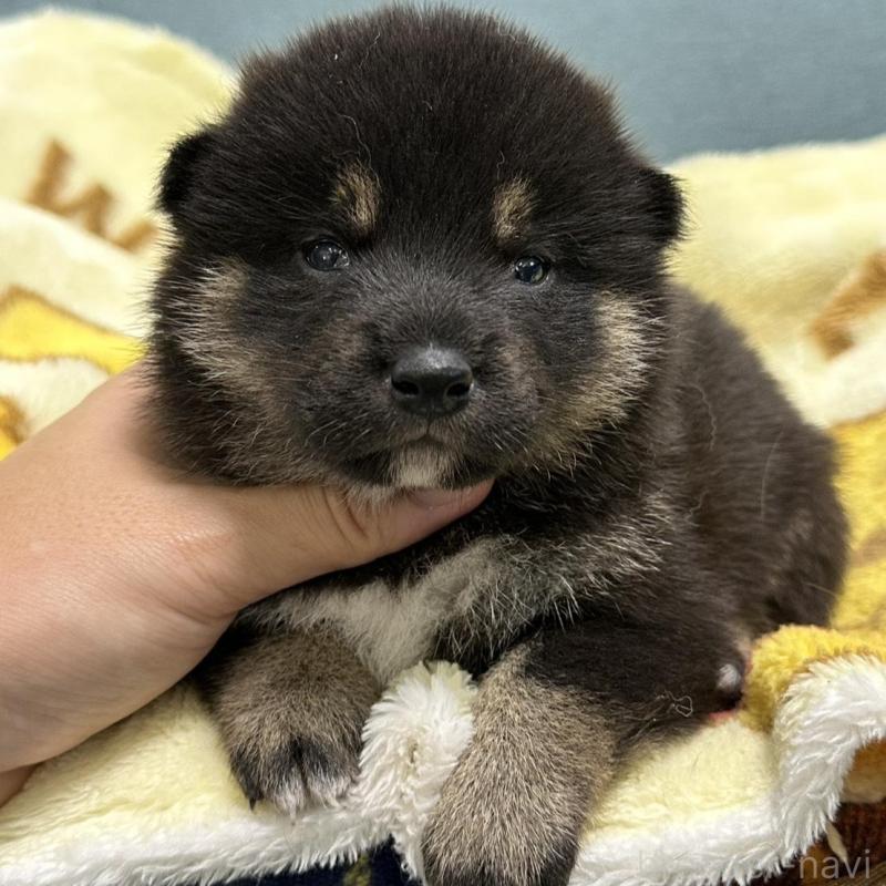 販売中の岡山県の柴犬-417500の1枚目