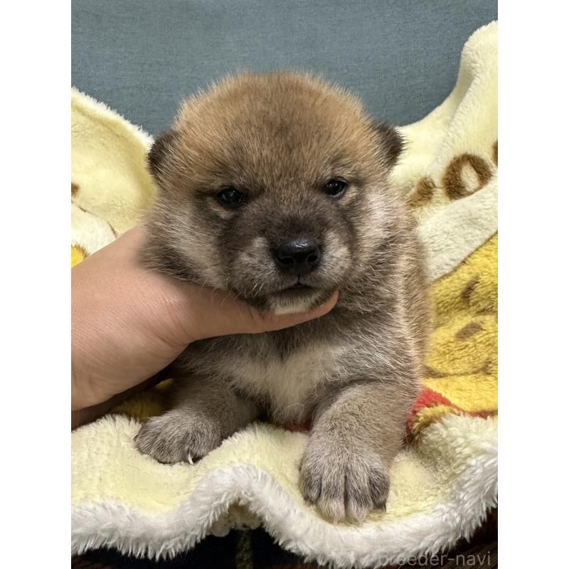 販売中の岡山県の柴犬-417502の5枚目