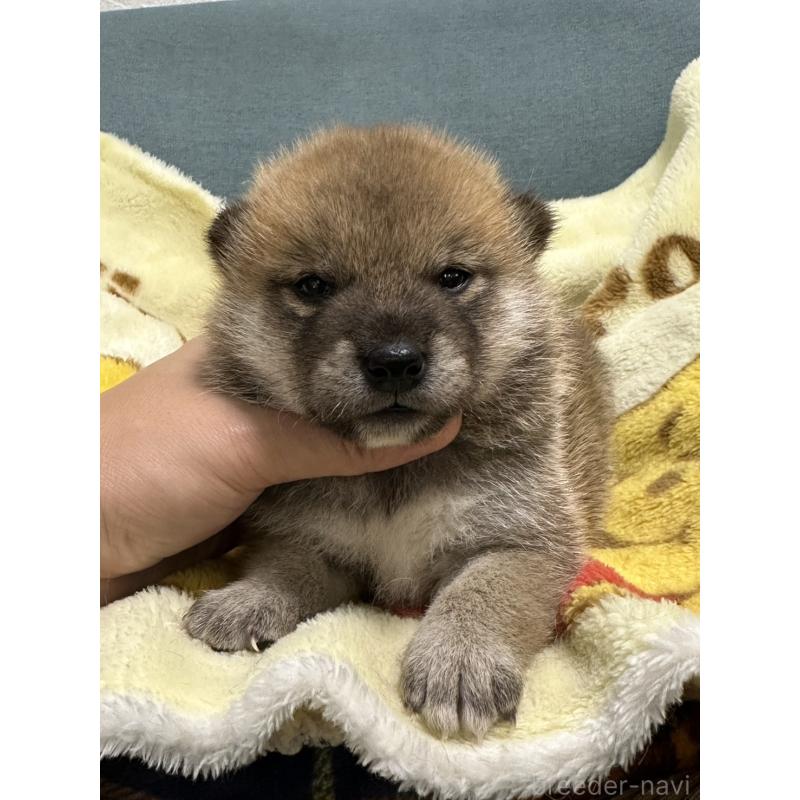 販売中の岡山県の柴犬-417502の3枚目