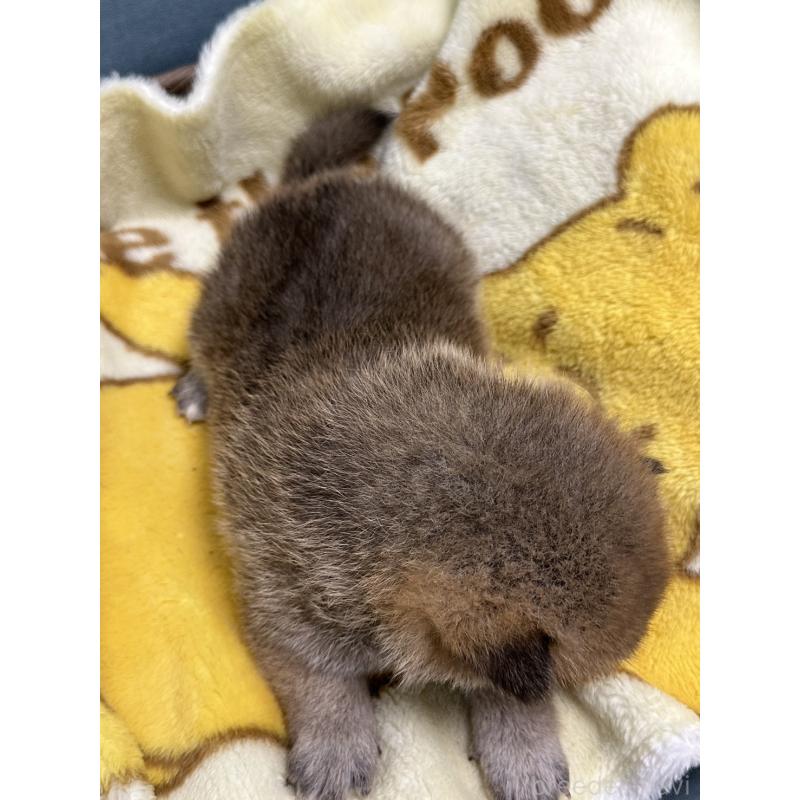 販売中の岡山県の柴犬-417502の2枚目