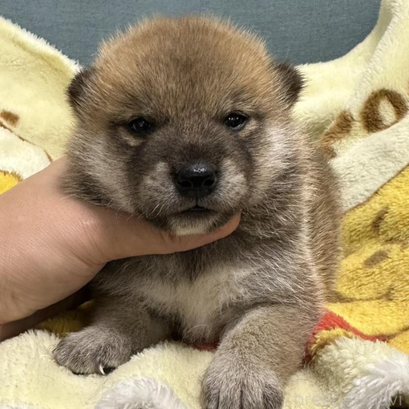 販売中の岡山県の柴犬-417502