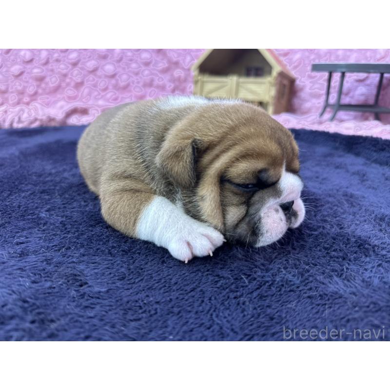 成約済の茨城県のブルドッグ-416057の22枚目