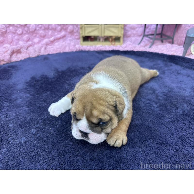 成約済の茨城県のブルドッグ-416057の21枚目