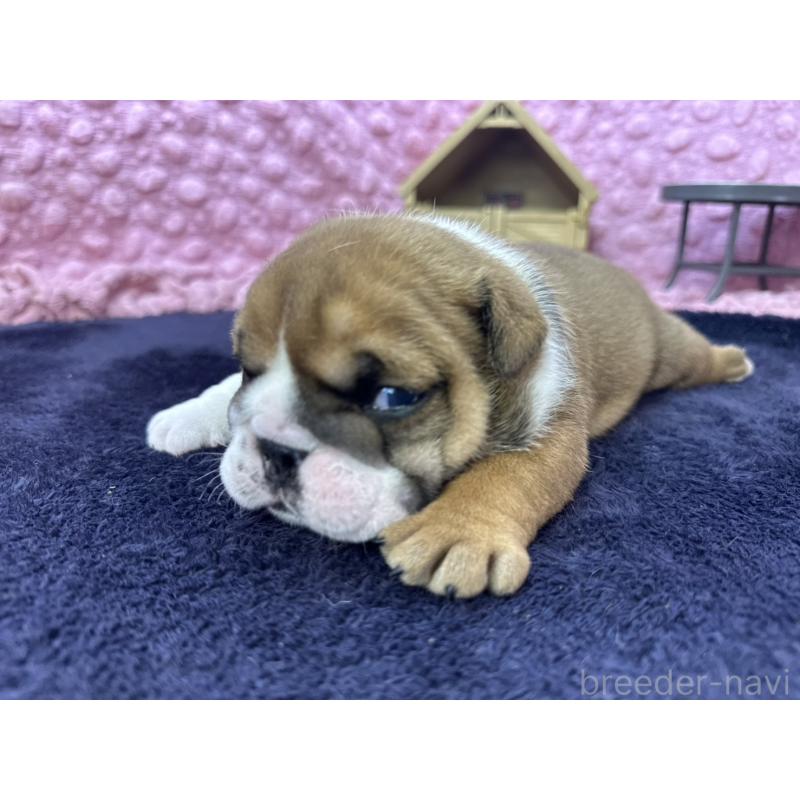 成約済の茨城県のブルドッグ-416057の20枚目