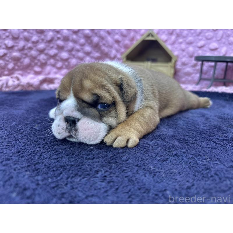 成約済の茨城県のブルドッグ-416057の19枚目