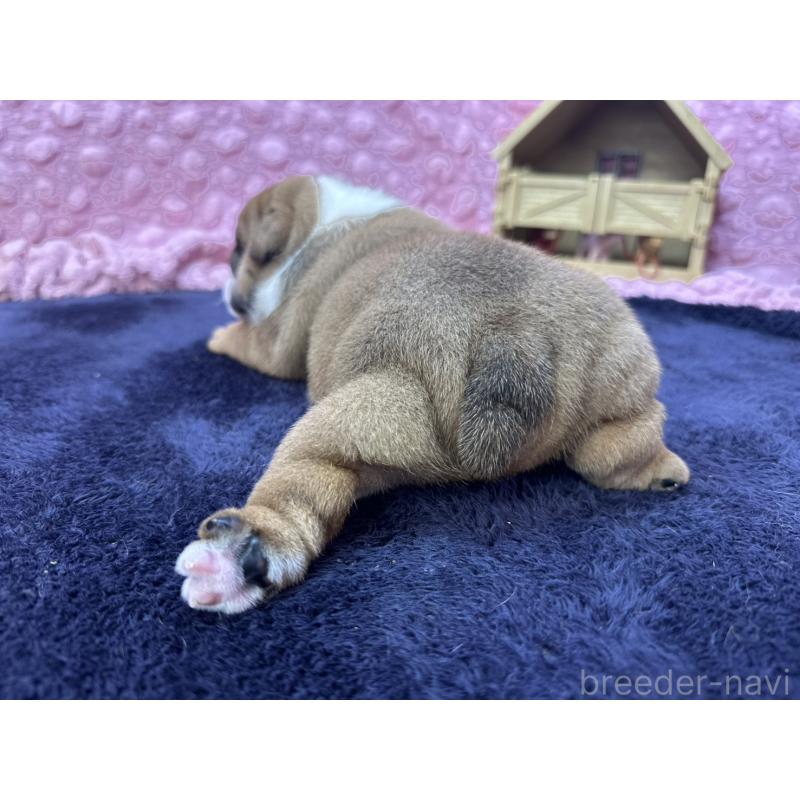 成約済の茨城県のブルドッグ-416057の18枚目