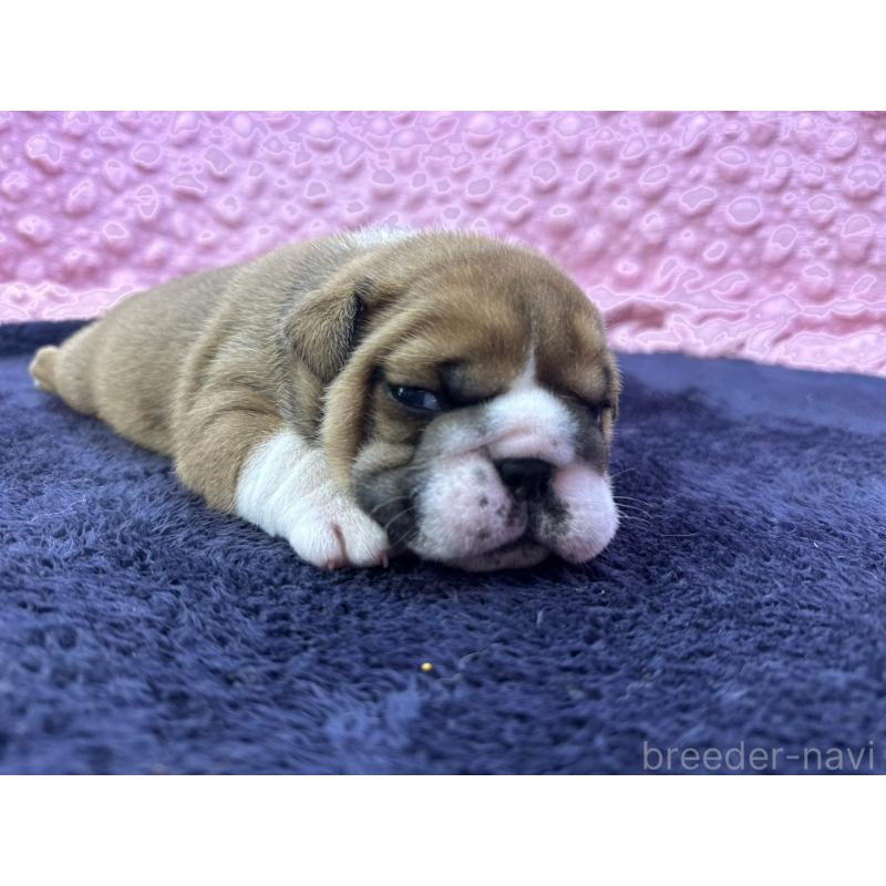 成約済の茨城県のブルドッグ-416057の17枚目