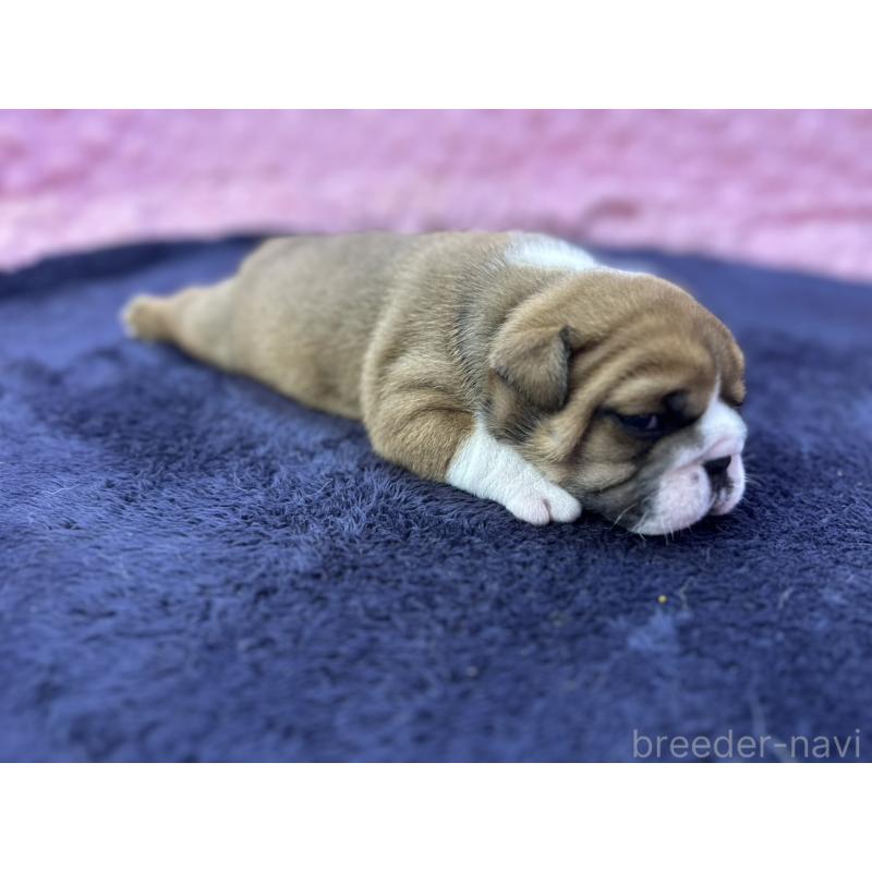 成約済の茨城県のブルドッグ-416057の16枚目