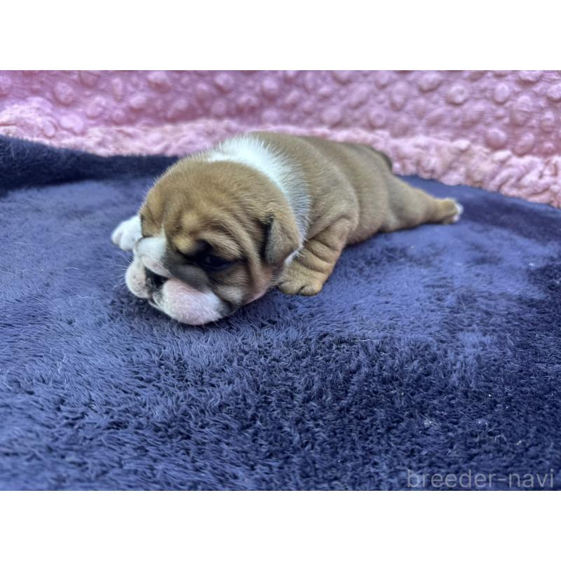 成約済の茨城県のブルドッグ-416057の15枚目