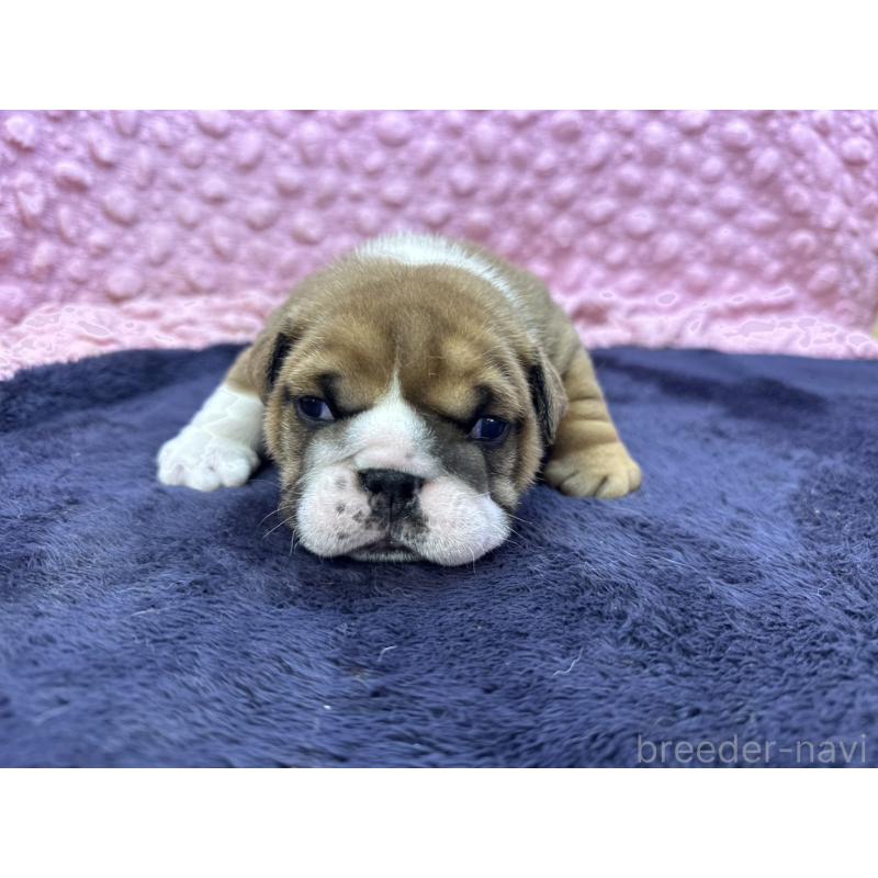 成約済の茨城県のブルドッグ-416057の14枚目