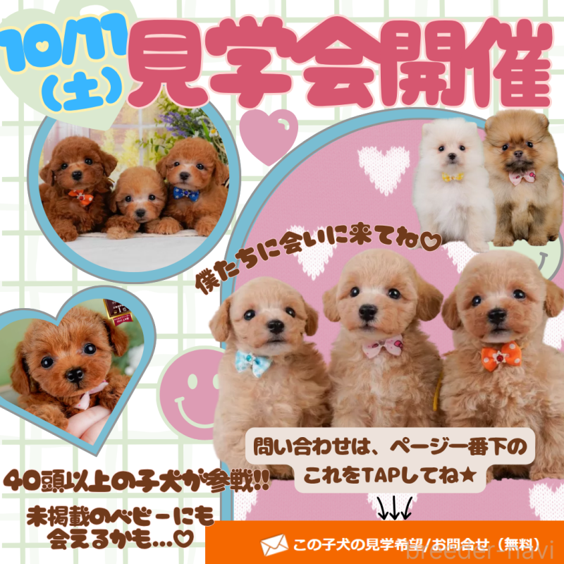 販売中の神奈川県のポメラニアン-416724の2枚目