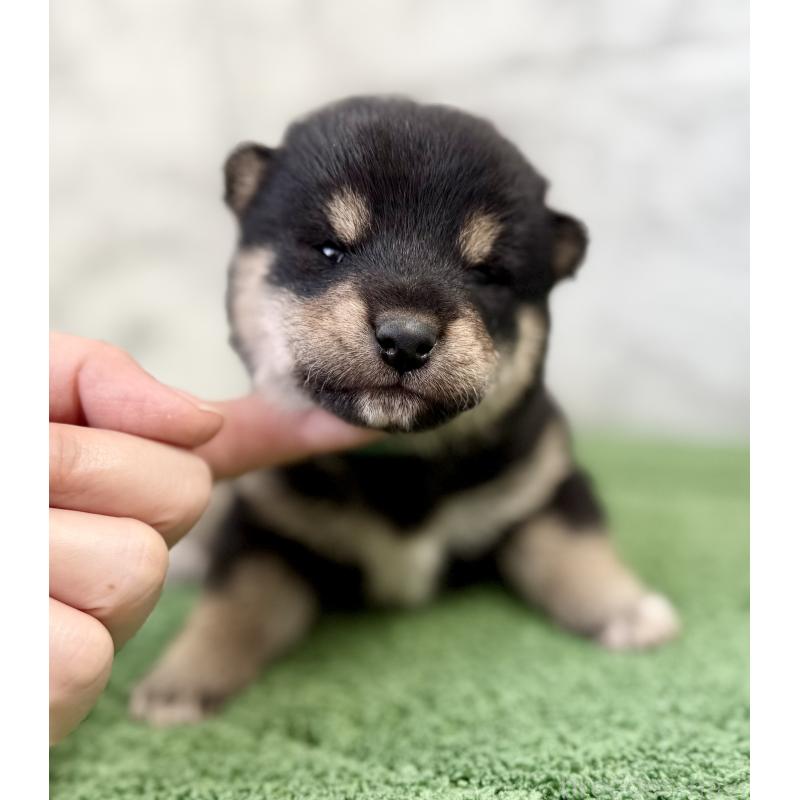 販売中の埼玉県の柴犬-417508の11枚目