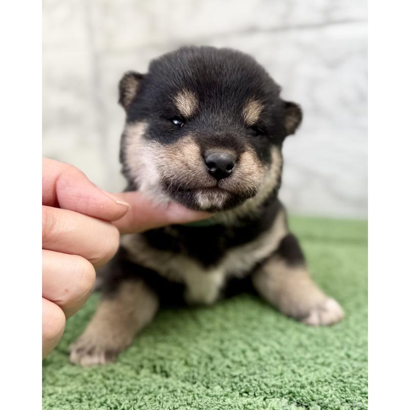 販売中の埼玉県の柴犬-417508の10枚目