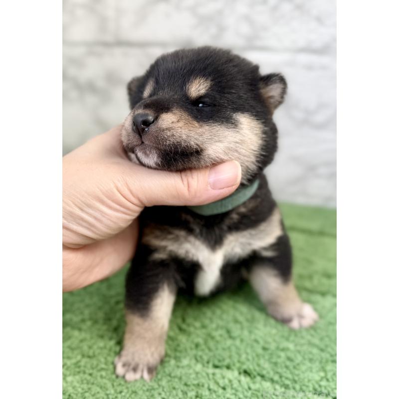 販売中の埼玉県の柴犬-417508の9枚目