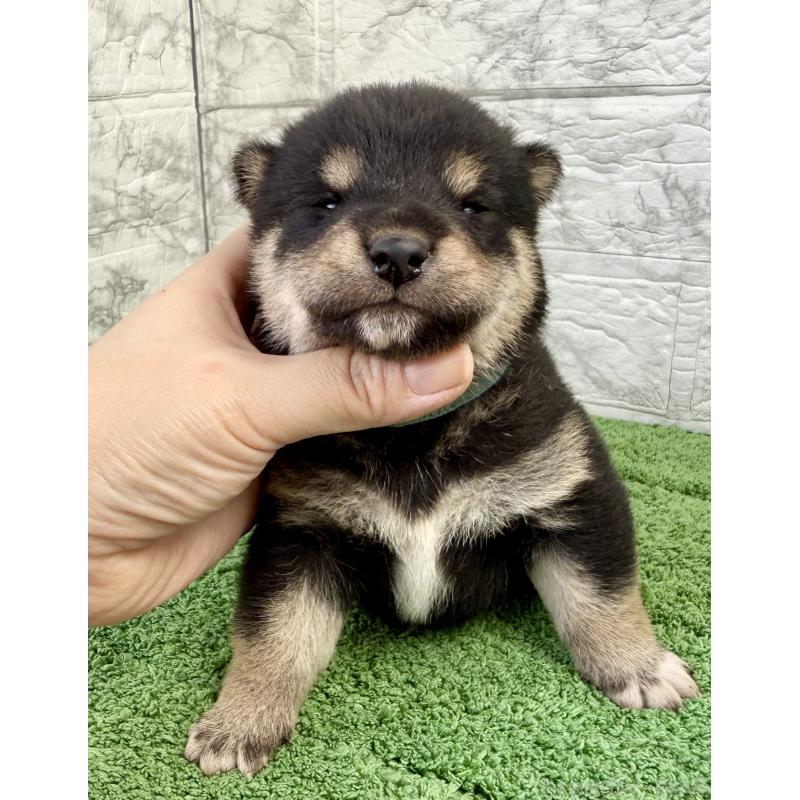 販売中の埼玉県の柴犬-417508の8枚目