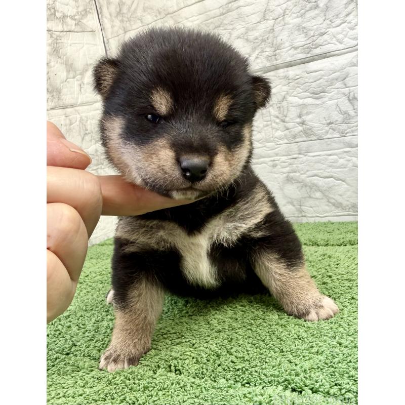 販売中の埼玉県の柴犬-417508の7枚目