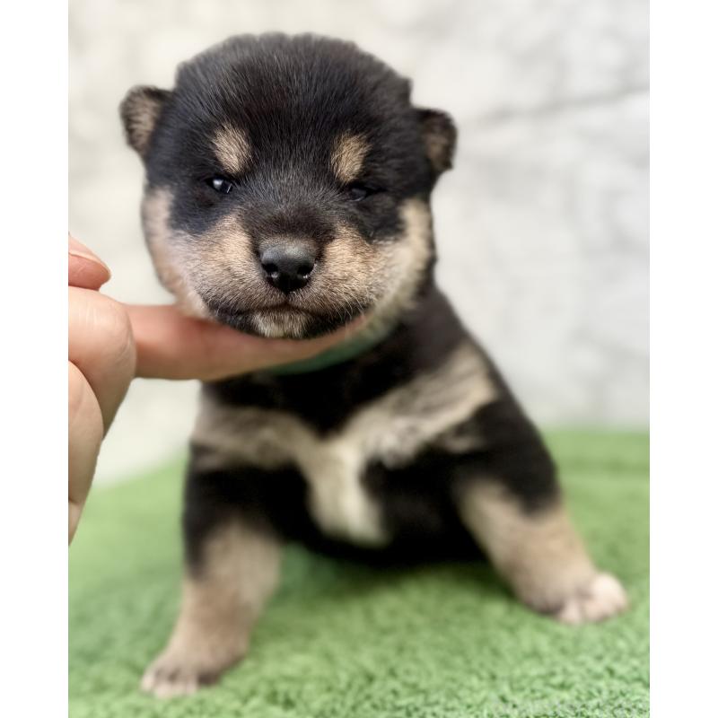 販売中の埼玉県の柴犬-417508の6枚目
