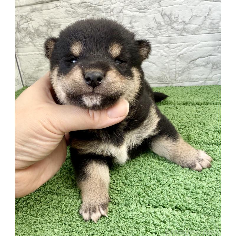 販売中の埼玉県の柴犬-417508の5枚目