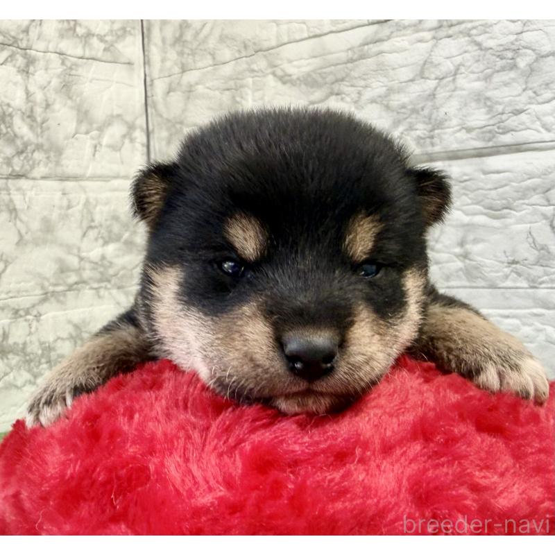 販売中の埼玉県の柴犬-417508の4枚目
