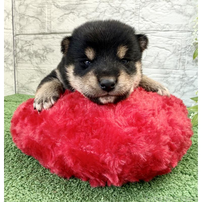 販売中の埼玉県の柴犬-417508の3枚目