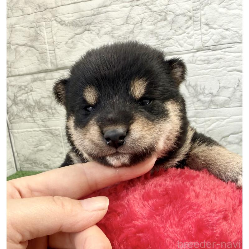 販売中の埼玉県の柴犬-417508の2枚目
