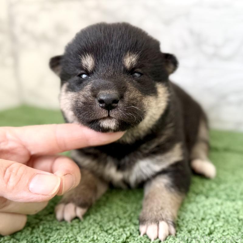 販売中の埼玉県の柴犬-417510の1枚目
