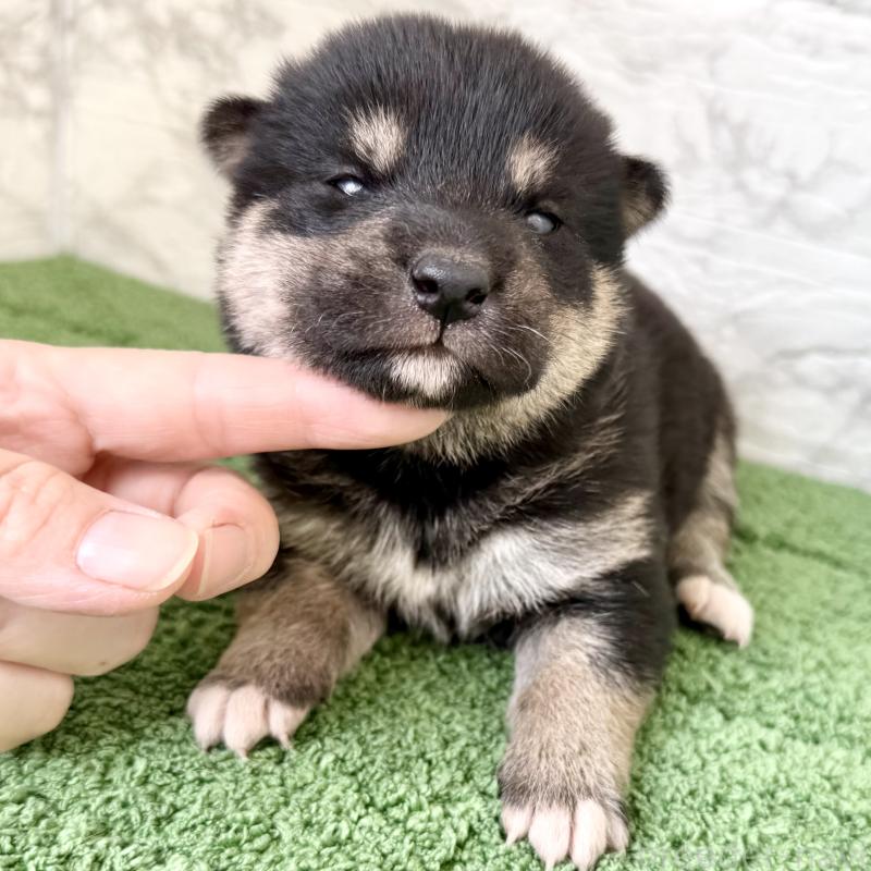 販売中の埼玉県の柴犬-417510の8枚目