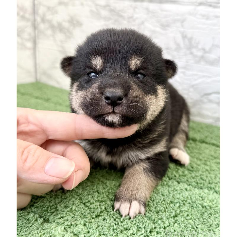 販売中の埼玉県の柴犬-417510の7枚目