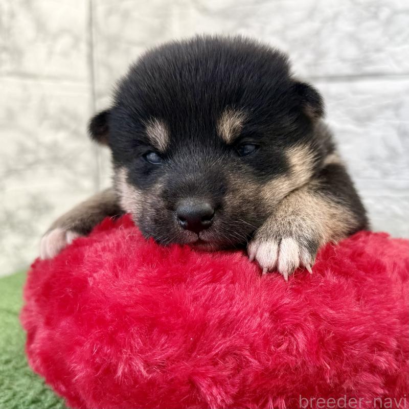 販売中の埼玉県の柴犬-417510の6枚目