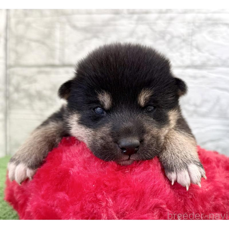 販売中の埼玉県の柴犬-417510の5枚目