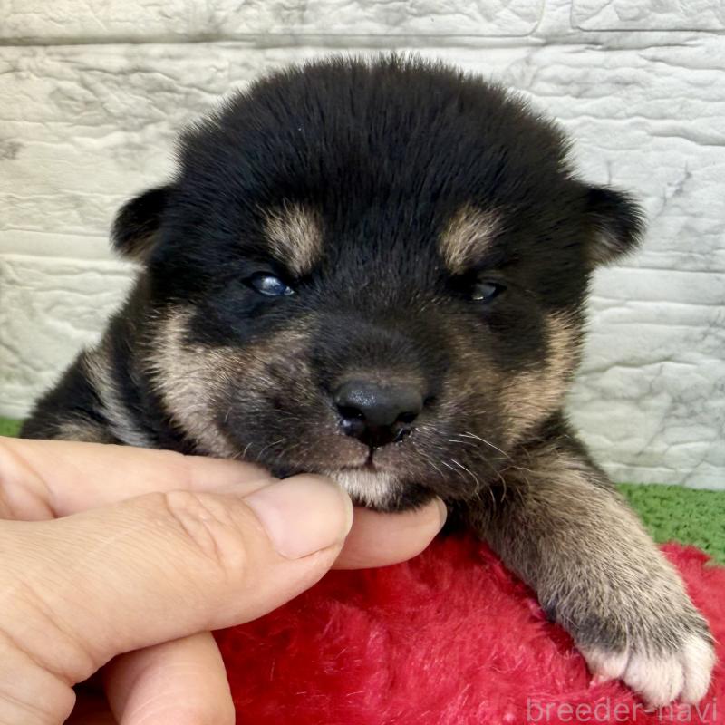 販売中の埼玉県の柴犬-417510の4枚目