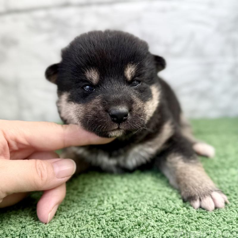販売中の埼玉県の柴犬-417510の3枚目